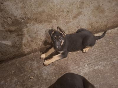 German Shepherd pups for sale