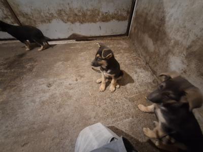 German Shepherd pups for sale
