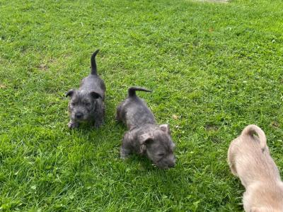 IKC Registered Irish Glen of Imaal Terrier puppies in Wicklow