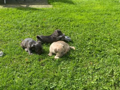 IKC Registered Irish Glen of Imaal Terrier puppies in Wicklow