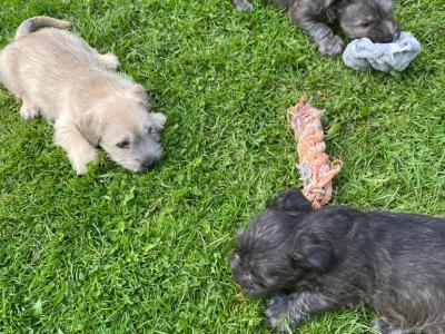 IKC Registered Irish Glen of Imaal Terrier puppies in Wicklow