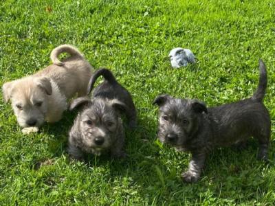 IKC Registered Irish Glen of Imaal Terrier puppies in Wicklow
