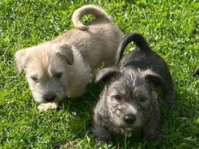 IKC Registered Irish Glen of Imaal Terrier puppies in Wicklow