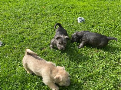 IKC Registered Irish Glen of Imaal Terrier puppies in Wicklow