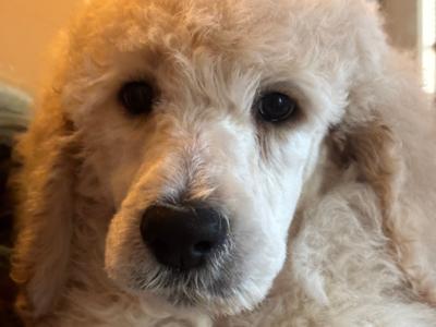 Standard Poodle puppies IKC Registered. Gorgeous NON SHED!
