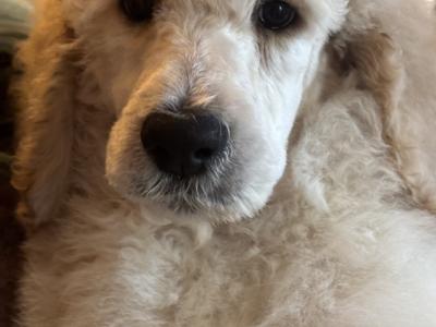 Standard Poodle puppies IKC Registered. Gorgeous NON SHED!