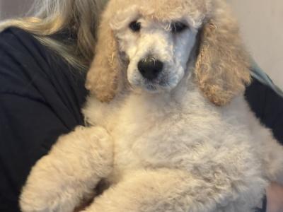 Standard Poodle Puppy IKC Ready . Gorgeous  Male  Ready  <3 NON SHED!