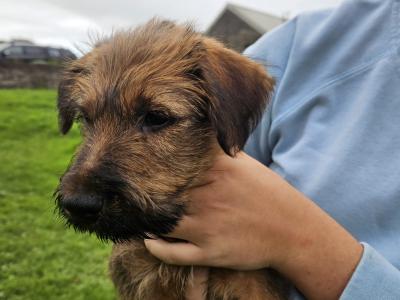 IKC Registered male Irish Terrier puppies in Cork
