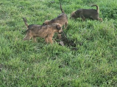 IKC Registered male Irish Terrier puppies in Cork