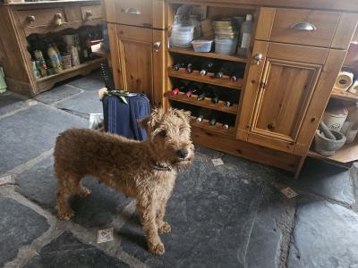 IKC Registered male Irish Terrier puppies in Cork