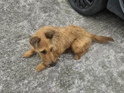 Irish Terrier male pups