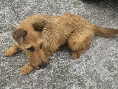 IKC Registered male Irish Terrier puppies in Cork