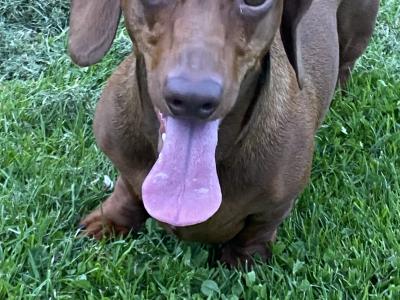Dachshund for Stud