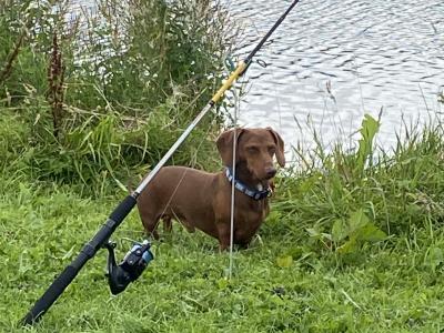 Dachshund for Stud