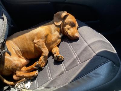 Dachshund for Stud