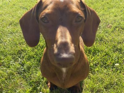 Dachshund for Stud
