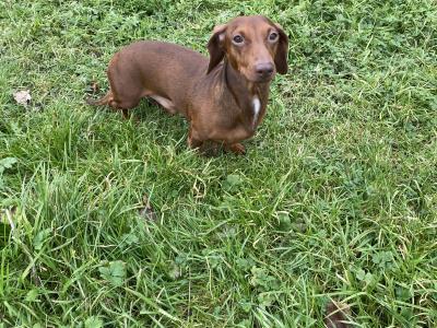 Dachshund for Stud