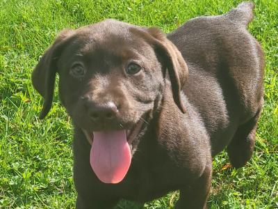 Chocolate Labrador puppies in Wexford
