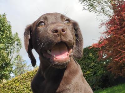 Chocolate Labrador puppies in Wexford