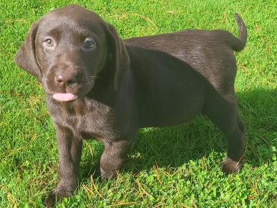 Chocolate Labrador puppies in Wexford