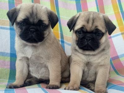 Fabulous Unique Panda Pug puppies in Wexford