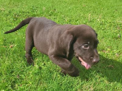 Chocolate Labrador puppies in Wexford