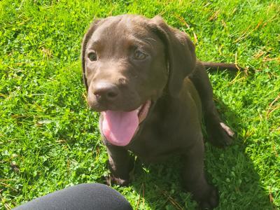 Chocolate Labrador puppies in Wexford
