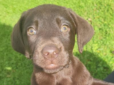 Chocolate Labrador puppies in Wexford