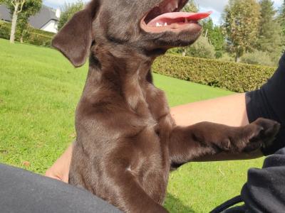Chocolate Labrador puppies in Wexford