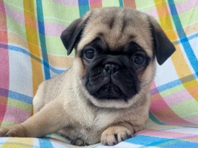 Fabulous Unique Panda Pug puppies in Wexford