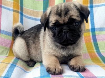 Fabulous Unique Panda Pug puppies in Wexford