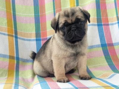 Fabulous Unique Panda Pug puppies in Wexford