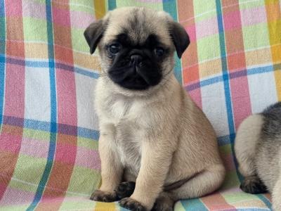 Fabulous Unique Panda Pug puppies in Wexford