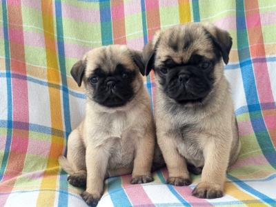 Fabulous Unique Panda Pug puppies in Wexford