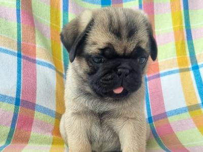 Fabulous Unique Panda Pug puppies in Wexford