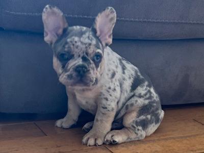 Top Quality KC Registered French Bulldog puppies in Donegal