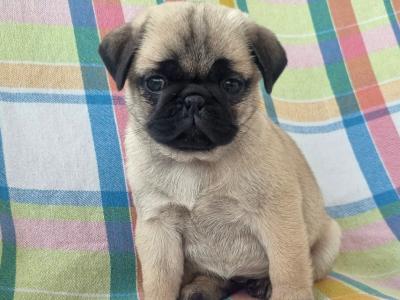 Fabulous Unique Panda Pug puppies in Wexford