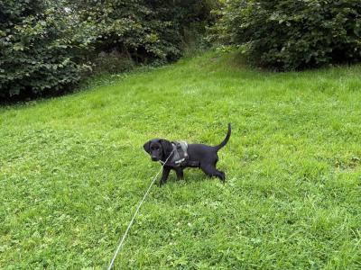 Very Affectionate male Labrador puppy 5 months old for sale in Mayo