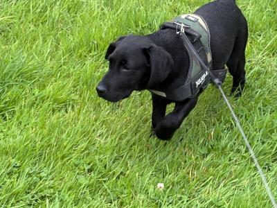 Very Affectionate male Labrador puppy 5 months old for sale in Mayo