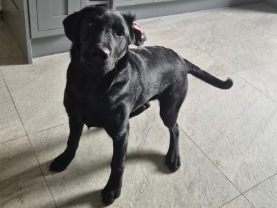 Very Affectionate male Labrador puppy 5 months old for sale in Mayo