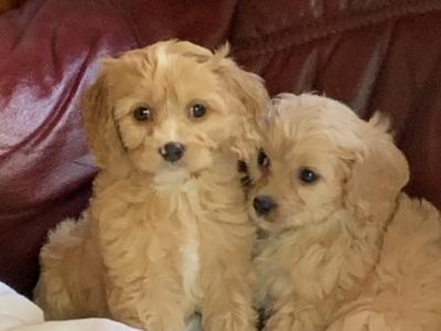 Cavachon puppies in Wexford - €400