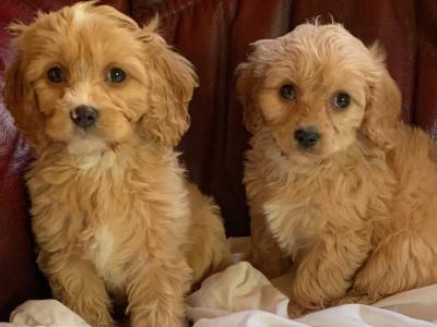 Cavachon puppies in Wexford - €400