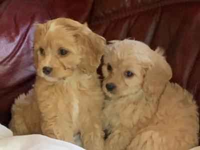 Cavachon puppies in Wexford - €400