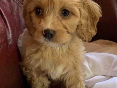 Cavachon puppies in Wexford - €400