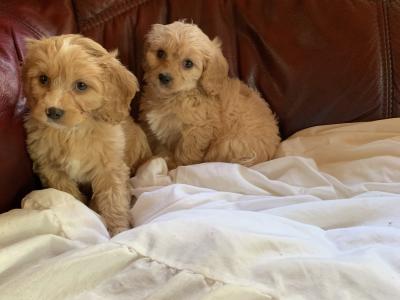 Cavachon puppies in Wexford - €400