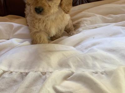 Cavachon puppies in Wexford - €400