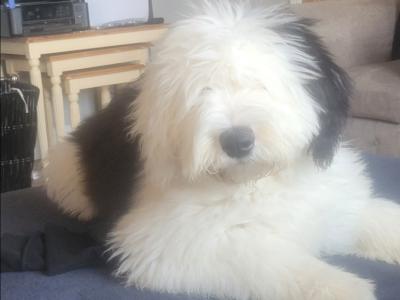 IKC Registered Old English Sheepdog for stud.