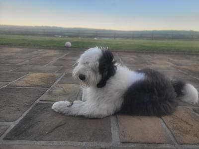 IKC Registered Old English Sheepdog for stud.
