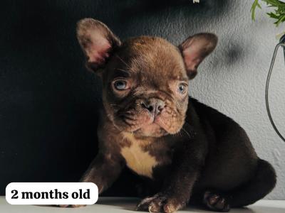 Purebred French Bulldog puppies a Girl ♥️ and a Boy (2 months old)♥️ in Dublin