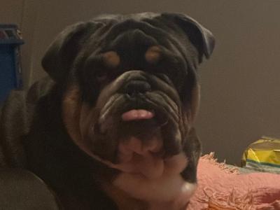 English Bulldog for stud